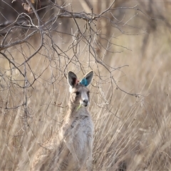 Macropus giganteus at Throsby, ACT - 13 Oct 2024 06:04 PM