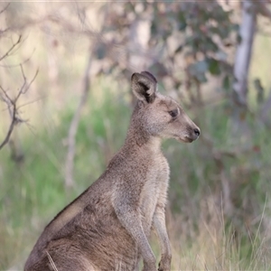 Macropus giganteus at Throsby, ACT - 13 Oct 2024 06:04 PM