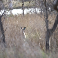 Macropus giganteus at Throsby, ACT - 13 Oct 2024 06:04 PM