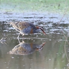 Gallirallus philippensis (Buff-banded Rail) at Throsby, ACT - 13 Oct 2024 by JimL