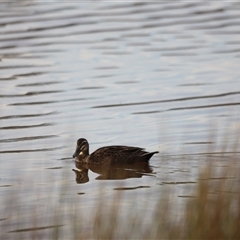 Anas superciliosa (Pacific Black Duck) at Throsby, ACT - 13 Oct 2024 by JimL