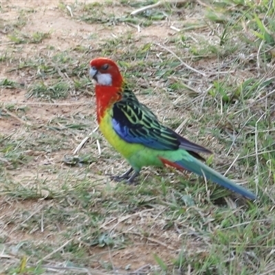 Platycercus eximius (Eastern Rosella) at Throsby, ACT - 13 Oct 2024 by JimL