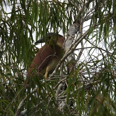 Nycticorax caledonicus (Nankeen Night-Heron) at Kelso, QLD - 13 Oct 2024 by TerryS