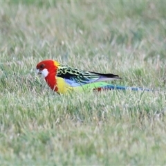 Platycercus eximius (Eastern Rosella) at Throsby, ACT - 13 Oct 2024 by JimL