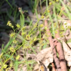 Drosera gunniana (Pale Sundew) at Bandiana, VIC - 12 Oct 2024 by KylieWaldon