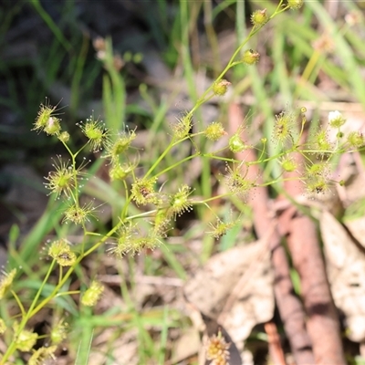 Drosera gunniana (Pale Sundew) at Bandiana, VIC - 13 Oct 2024 by KylieWaldon