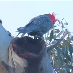 Callocephalon fimbriatum (Gang-gang Cockatoo) at Symonston, ACT - 14 Oct 2024 by RobParnell