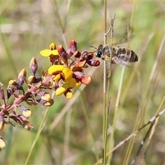 Unidentified Bee (Hymenoptera, Apiformes) at Bandiana, VIC - 13 Oct 2024 by KylieWaldon