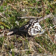 Belenois java (Caper White) at Conder, ACT - 13 Oct 2024 by DavidDedenczuk