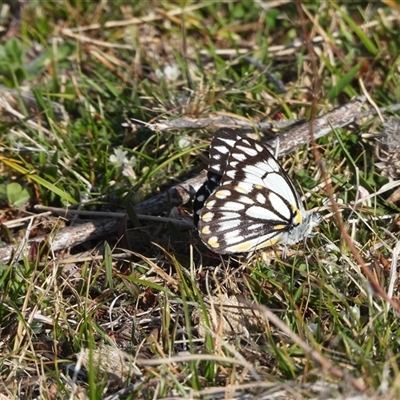 Belenois java (Caper White) at Conder, ACT - 13 Oct 2024 by DavidDedenczuk