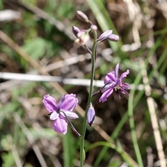 Arthropodium strictum (Chocolate Lily) at Bandiana, VIC - 13 Oct 2024 by KylieWaldon