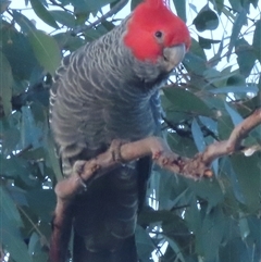 Callocephalon fimbriatum (Gang-gang Cockatoo) at Symonston, ACT - 14 Oct 2024 by RobParnell