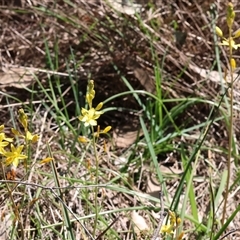 Bulbine bulbosa (Golden Lily, Bulbine Lily) at Bandiana, VIC - 12 Oct 2024 by KylieWaldon