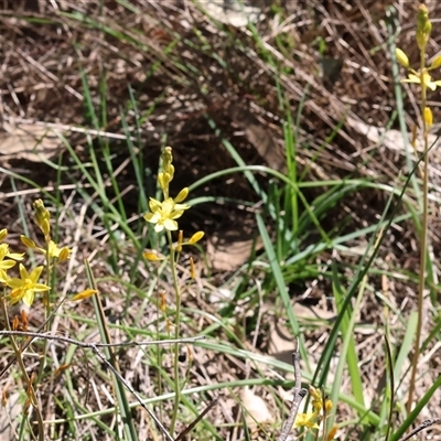 Bulbine bulbosa (Golden Lily, Bulbine Lily) at Bandiana, VIC - 12 Oct 2024 by KylieWaldon