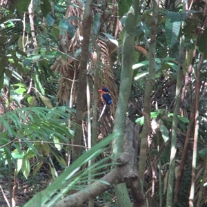 Tanysiptera sylvia at Syndicate, QLD - 20 Nov 2015 02:31 PM