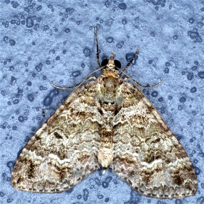 Crasilogia gressitti (A Geometrid moth (Larentiinae) at Bulli, NSW - 6 Oct 2024 by jb2602