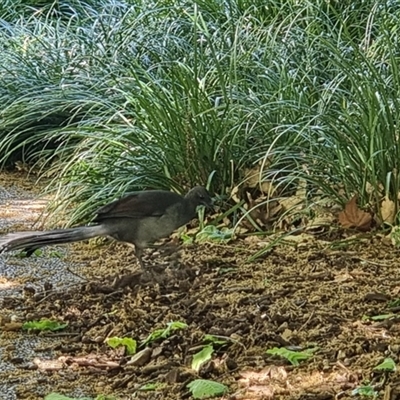 Menura novaehollandiae (Superb Lyrebird) at Barton, ACT - 13 Oct 2024 by HelenCross