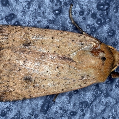 Diarsia intermixta (Chevron Cutworm, Orange Peel Moth.) at Bulli, NSW - 6 Oct 2024 by jb2602