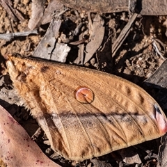 Opodiphthera helena (Helena Gum Moth) at Penrose, NSW - 13 Oct 2024 by Aussiegall