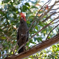 Callocephalon fimbriatum (Gang-gang Cockatoo) at Penrose, NSW - 13 Oct 2024 by Aussiegall