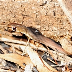 Demansia psammophis (Yellow-faced Whipsnake) at Binya, NSW - 11 Apr 2009 by Harrisi