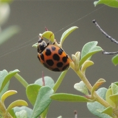 Harmonia conformis (Common Spotted Ladybird) at Conder, ACT - 7 Jan 2024 by MichaelBedingfield