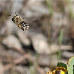 Trichocolletes sp. (genus) at Bandiana, VIC - 13 Oct 2024 by KylieWaldon