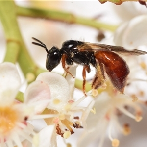 Exoneura sp. (genus) at Jerrabomberra, NSW - suppressed