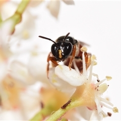 Exoneura sp. (genus) at Jerrabomberra, NSW - suppressed