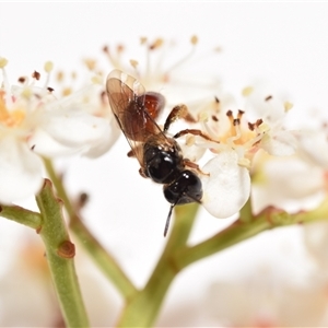 Exoneura sp. (genus) at Jerrabomberra, NSW - suppressed