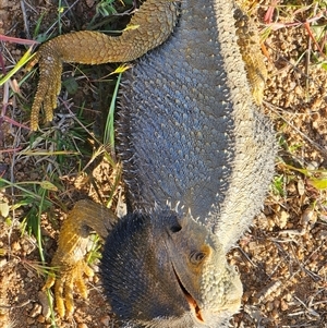 Pogona barbata at Burrinjuck, NSW - suppressed