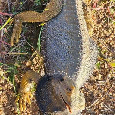 Pogona barbata (Eastern Bearded Dragon) at Burrinjuck, NSW - 14 Oct 2024 by Bidge