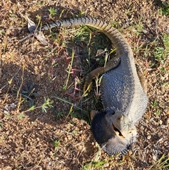 Pogona barbata at Burrinjuck, NSW - suppressed