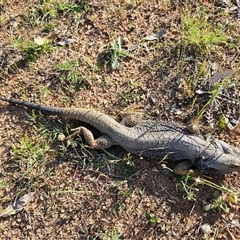 Pogona barbata at Burrinjuck, NSW - suppressed