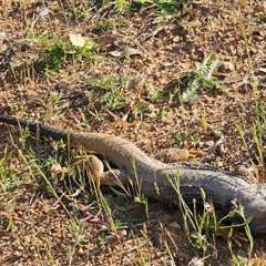 Pogona barbata at Burrinjuck, NSW - suppressed