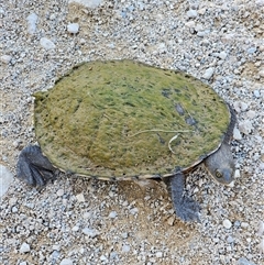 Chelodina longicollis (Eastern Long-necked Turtle) at Bookham, NSW - 14 Oct 2024 by Bidge