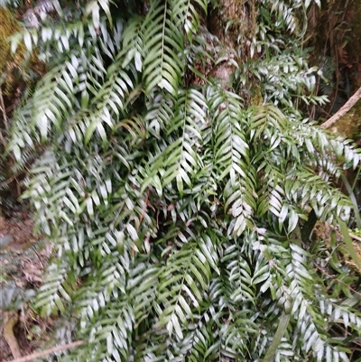 Arthropteris tenella (Climbing Fern) at Robertson, NSW - 14 Oct 2024 by plants