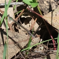 Ischnura aurora (Aurora Bluetail) at Bandiana, VIC - 12 Oct 2024 by KylieWaldon