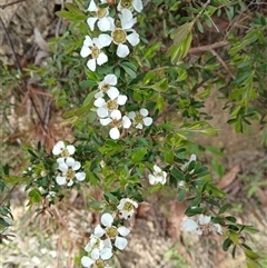 Gaudium trinervium (Paperbark Teatree) at Barrengarry, NSW - 14 Oct 2024 by plants