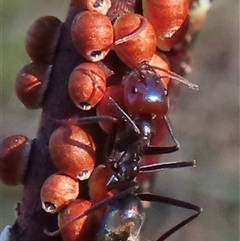 Iridomyrmex purpureus (Meat Ant) at Symonston, ACT - 12 Oct 2024 by RobParnell