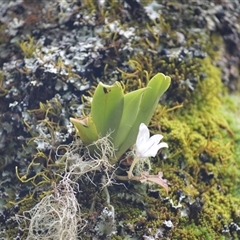 Sarcochilus falcatus (Orange Blossum Orchid) at Fitzroy Falls, NSW - 14 Oct 2024 by plants