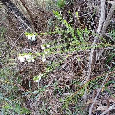 Tetratheca thymifolia (Black-eyed Susan) at Fitzroy Falls, NSW - 14 Oct 2024 by plants