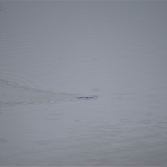 Ornithorhynchus anatinus (Platypus) at Burradoo, NSW - 14 Oct 2024 by plants