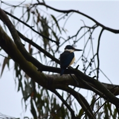 Todiramphus sanctus (Sacred Kingfisher) at Burradoo, NSW - 14 Oct 2024 by plants