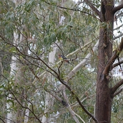 Platycercus eximius (Eastern Rosella) at Burradoo, NSW - 14 Oct 2024 by plants