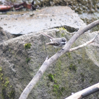 Rhipidura albiscapa (Grey Fantail) at Burradoo, NSW - 14 Oct 2024 by plants