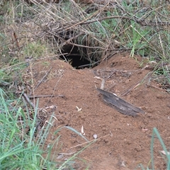 Vombatus ursinus (Bare-nosed Wombat) at Burradoo, NSW - 15 Oct 2024 by plants