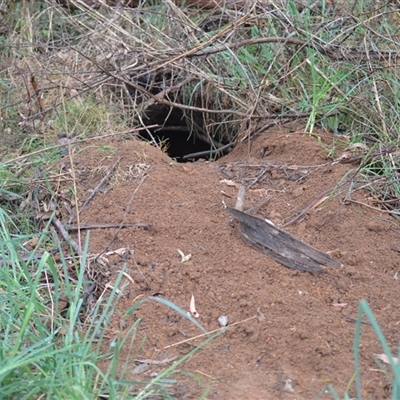 Vombatus ursinus (Bare-nosed Wombat) at Burradoo, NSW - 15 Oct 2024 by plants