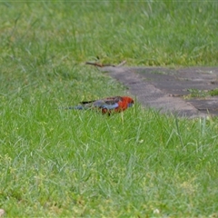 Platycercus elegans (Crimson Rosella) at Burradoo, NSW - 15 Oct 2024 by plants