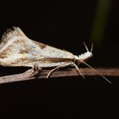 Thema macroscia (A concealer moth) at Watson, ACT - 13 Oct 2024 by DianneClarke